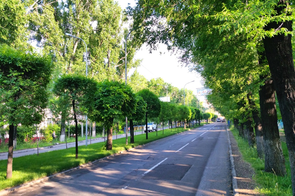 Осы күзде Алматыда ағаш көбейеді