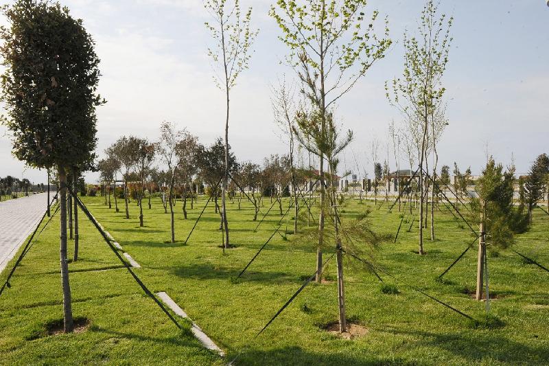 2025 жылға дейін Қазақстанда 2 млрд түп ағаш отырғызылады