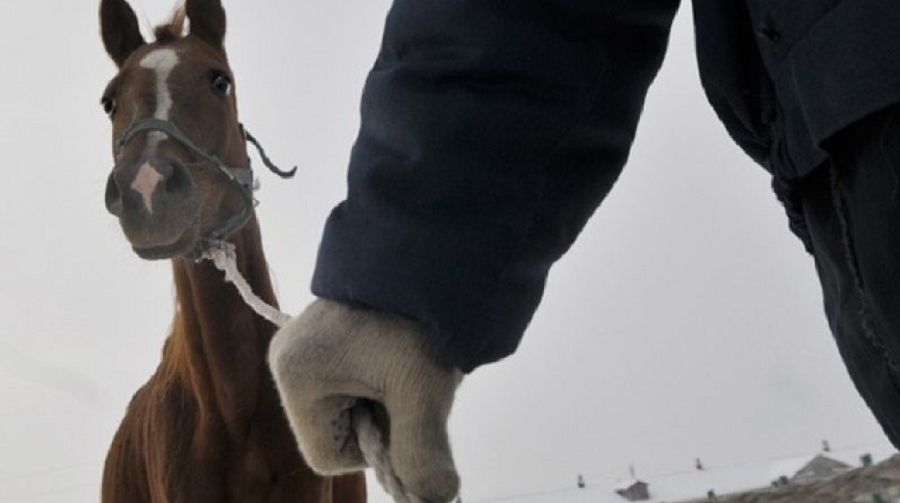 Мал – баққандікі емес, барымташынікі болып тұр...