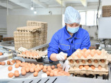 Шымкентте 8 айда 100 миллионнан астам жұмыртқа өндірілді