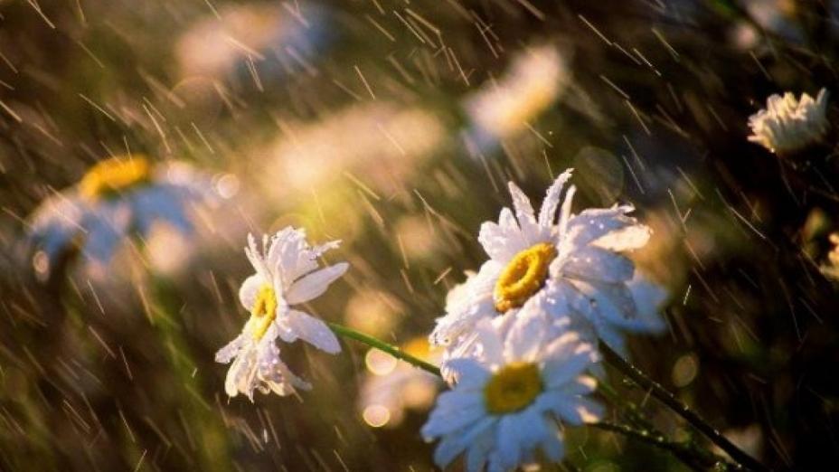 Еліміздің басым бөлігінде жаңбыр жауып, жел соғады