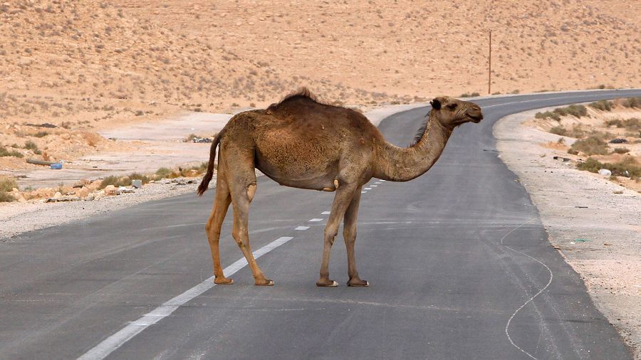 Жол бойы неге «жалаңаш»? (Халықаралық автодәліз бойына жасыл желек отырғызу қажет)