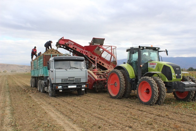 Сарқан диқандары бір күнде 275 тонна қант қызылшасын жинады