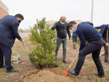 Нұр-Сұлтанда Ұстаздар күніне орай ағаштар отырғызылды
