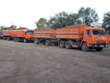Жамбыл облысында қант қызылшасы жиналуда