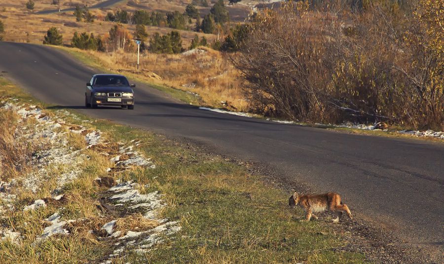 Сырғи басқан сілеусін