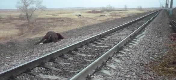 Жүк пойызы жылқы қақты