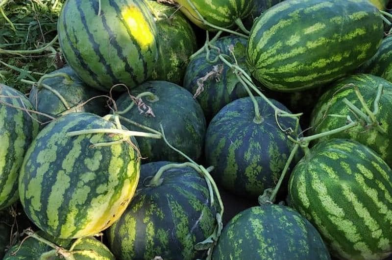 Ордабасылық өнім косметика саласында үлкен сұранысқа ие
