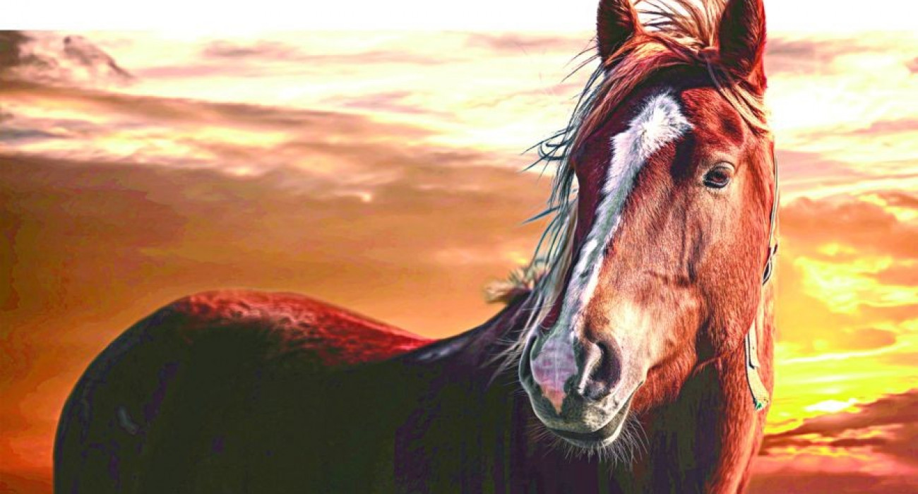 Порно жұлдыздардан терең жұлдыру минеттері