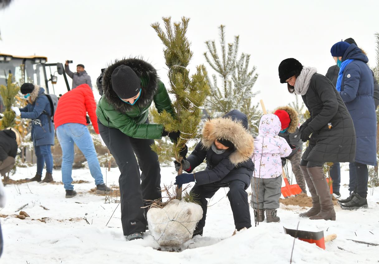 Экобелсенділер «Алматының қарағайлы орманына» 470 көшет отырғызды