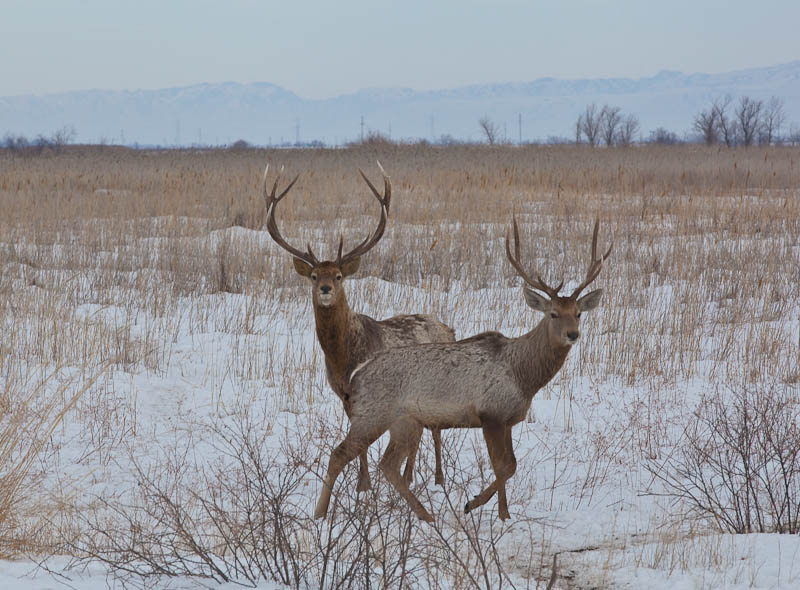 Өңірде өріс ашқан жаңа кәсіп