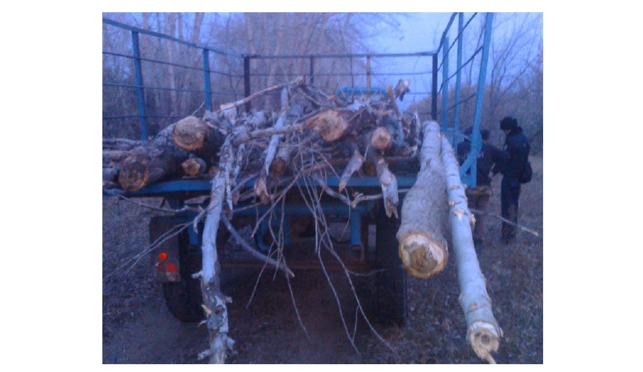 Отындық ағашты орынсыз кеспе