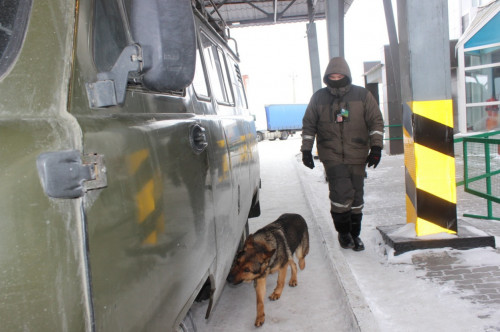 Шекарашы ит Ресейге есірткі алып өтпек болған азаматты ұстады