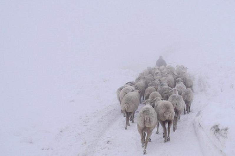 Жамбыл облысында шопан 300 қойымен бірге адасып кеткен