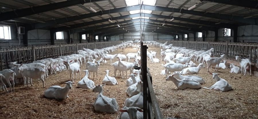 Ешкі баққанның есебі түгел