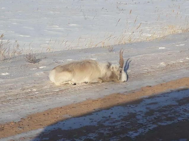 Ақмола облысындағы киіктер аштан қырылып жатыр