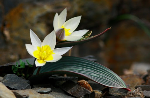 Маңғыстауда сирек кездесетін қызғалдақ гүлдеді