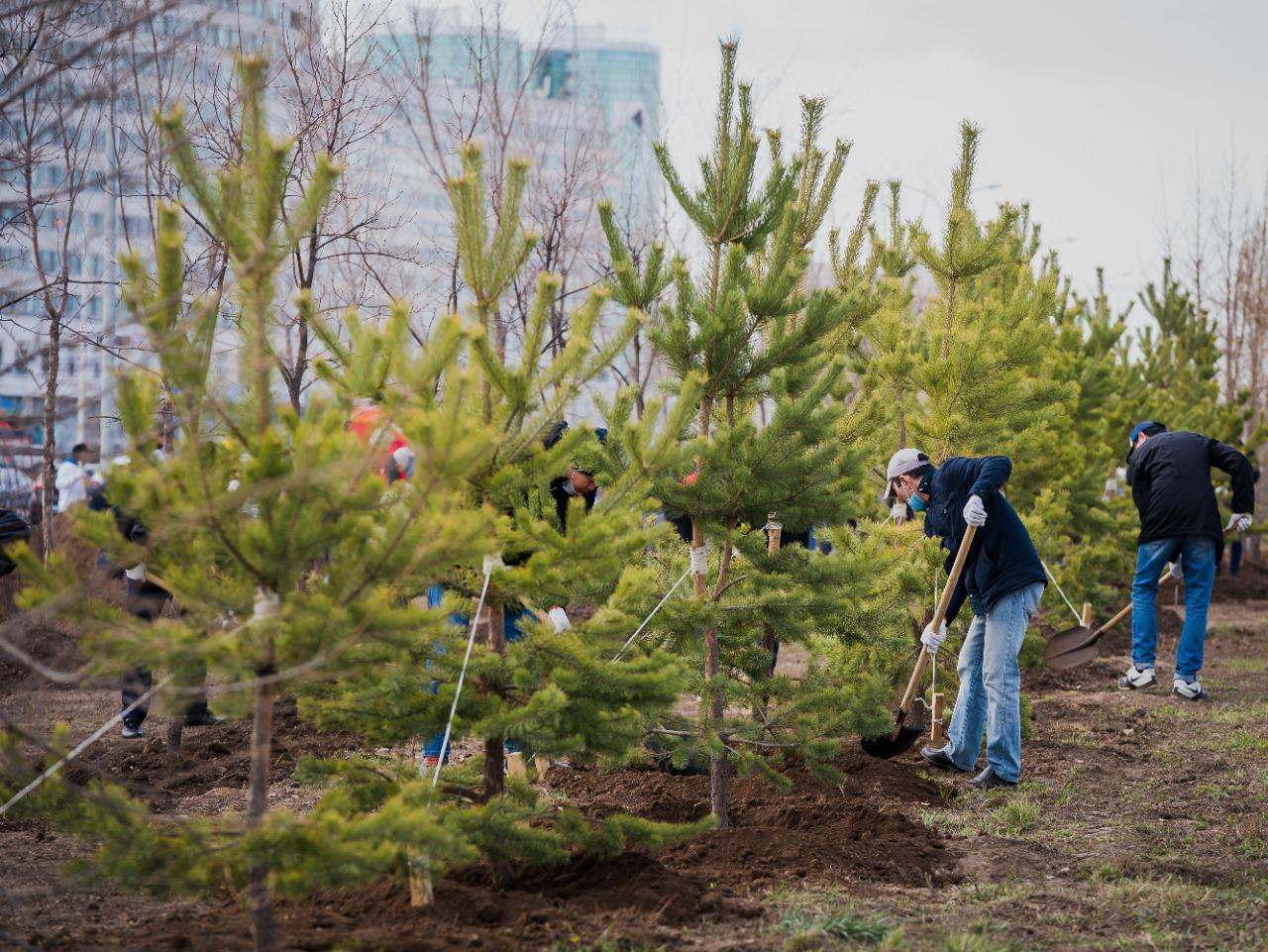 Алтай Көлгінов: Биыл елордада 1 млн-нан астам жасыл желек отырғызылады