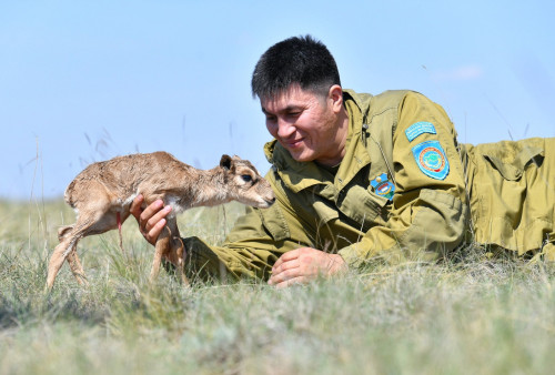 Киіктердің төлдеу кезеңі басталды