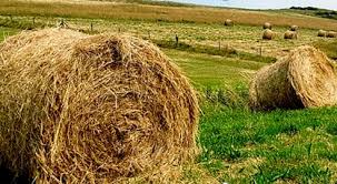 Жетісуда жем-шөп бағасы қымбаттады