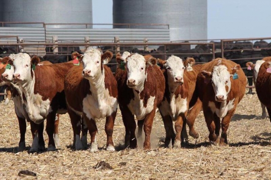 ШҚО-ның бірқатар ауылдарында ірі қара қырылуда