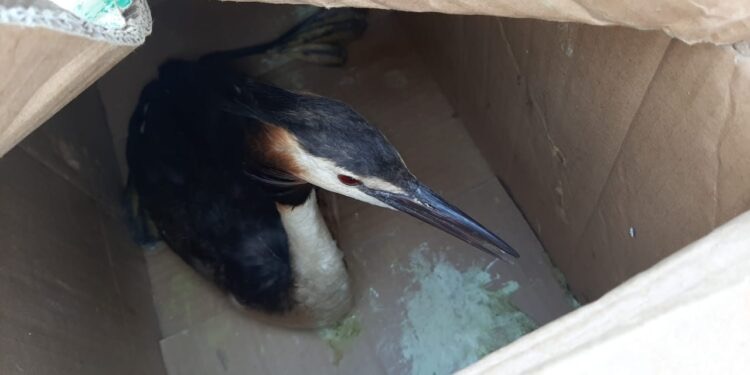 Атырау тұрғындары сирек кездесетін құс тауып алды