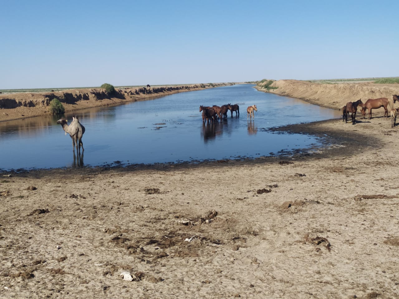 Атырау облысында мал қырылып жатқаны рас па?