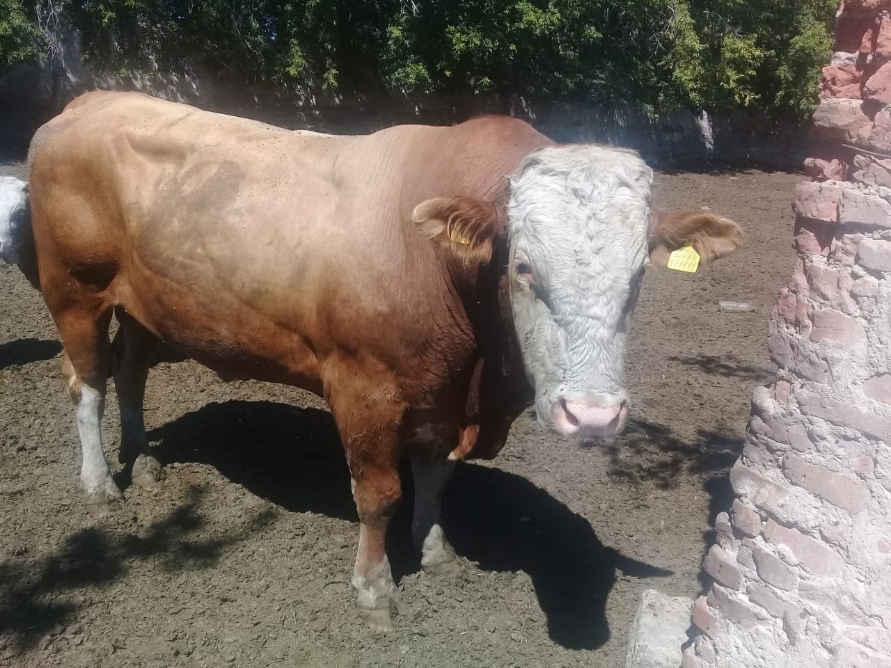 Қараусыз қалған бұқа адам өліміне себепші болды