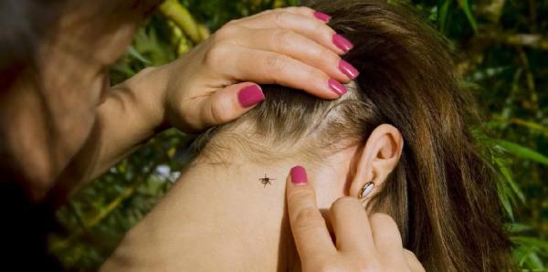 Жамбыл облысында кене шағу дерегі көбеюде