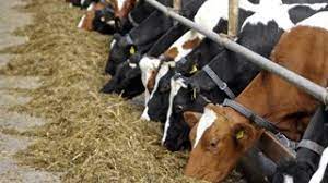 Мал бордақылау алаңына субсидия алу талабы жеңілдейді