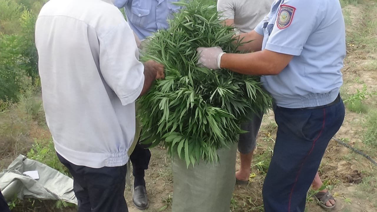 Ауласына есірткі еккен Түркістандық ұсталды