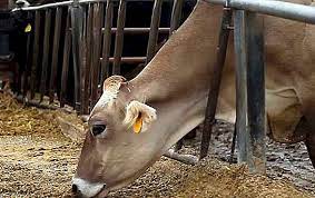 Солтүстік Қазақстанда сібір жарасының ошағы анықталды