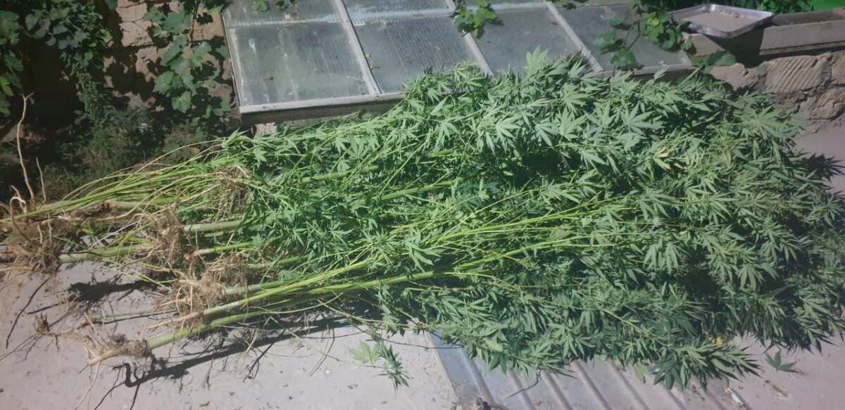 Марихуана өсірген Ақтау тұрғыны ұсталды