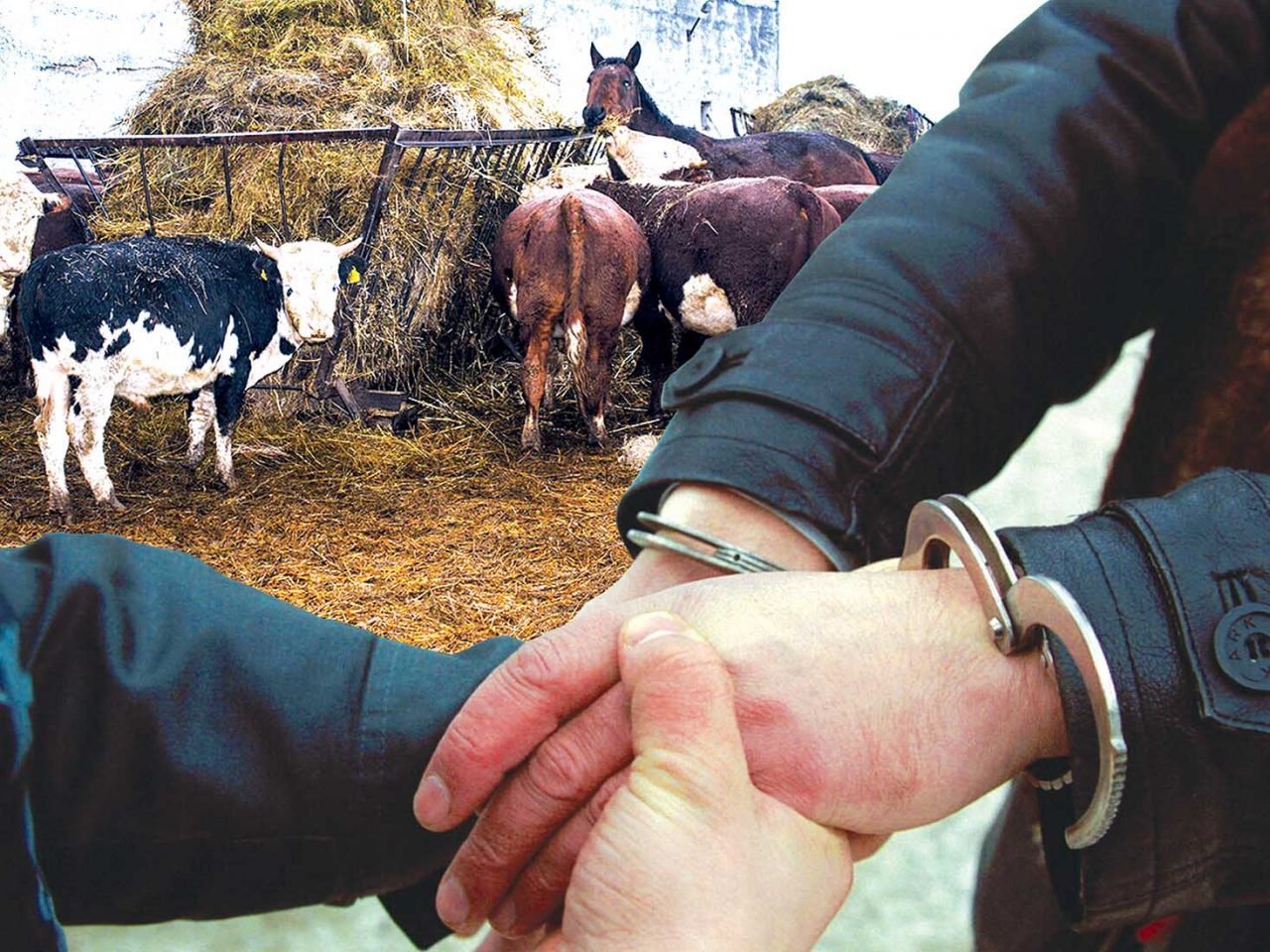 Халықты қанқақсатқан ұрылар ұсталды