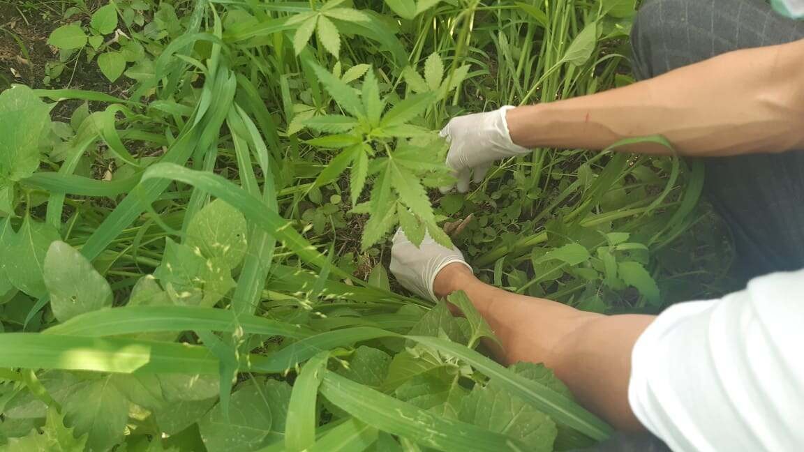 Ауласында есірткі өсірген қызылордалық ұсталды