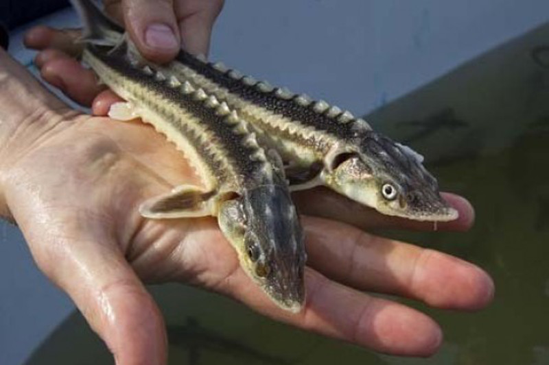 Балық браконьерлерінен 175 келі бекіре тәркіленді