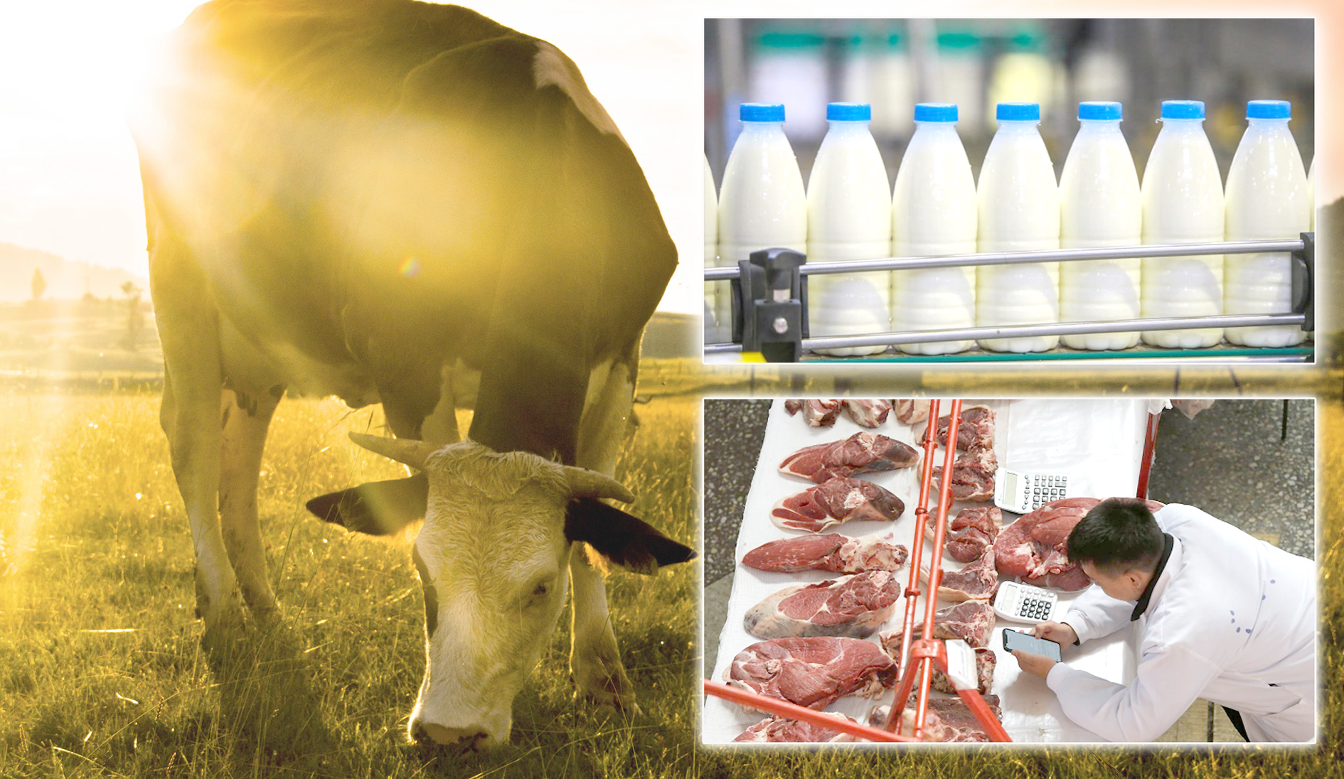 Сүт пен ет өндіруде озық тәжірибе бар