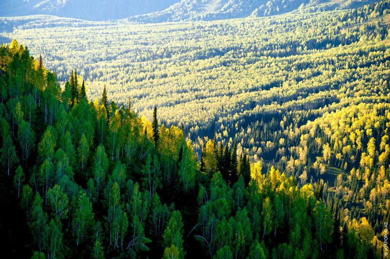 Президент Қазақстанның орман алқабын арттыруға қатысты пікір білдірді