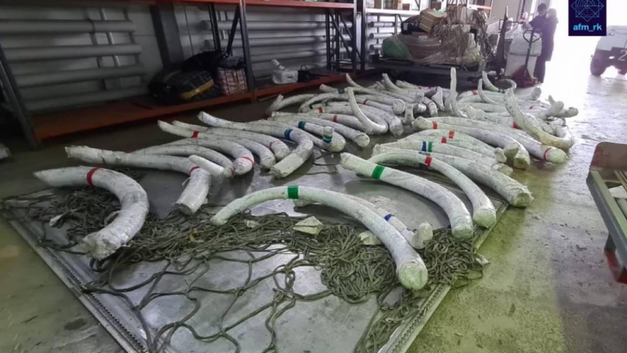 Мамонттың мүйізін Қытайға әкетпек болғандар ұсталды