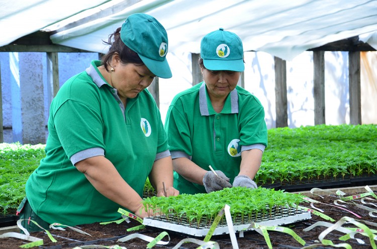 «Жасыл Қазақстан» жобасы бойынша 60 мыңға жуық жұмыс орны ашылады