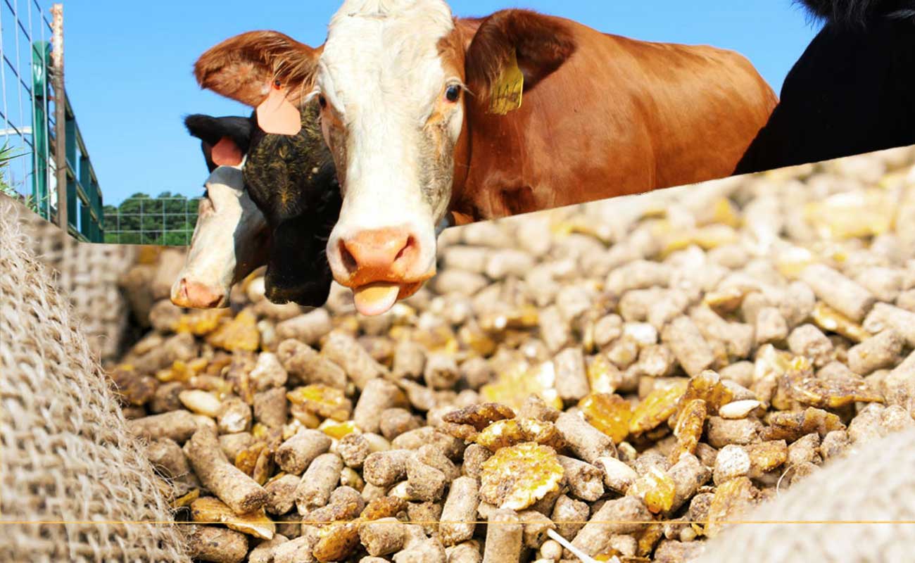 Ауыл шаруашылығы өнімдерін өңдеу саласының дамуы – тұрақты болашақ кепілі