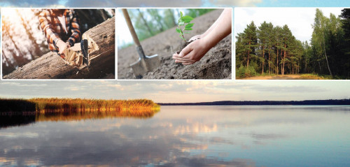 Оталған ормандардың орны тола ма?