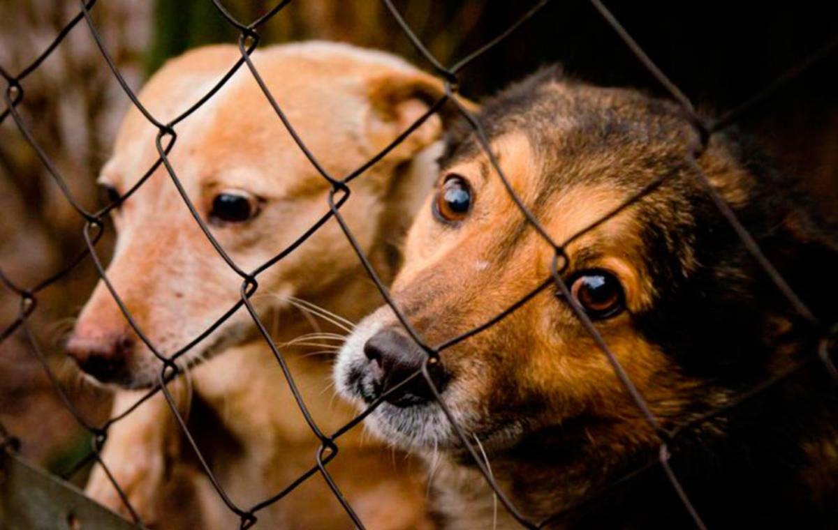 Жануарларға жасалатын қатігездік үшін жаза күшейтілді