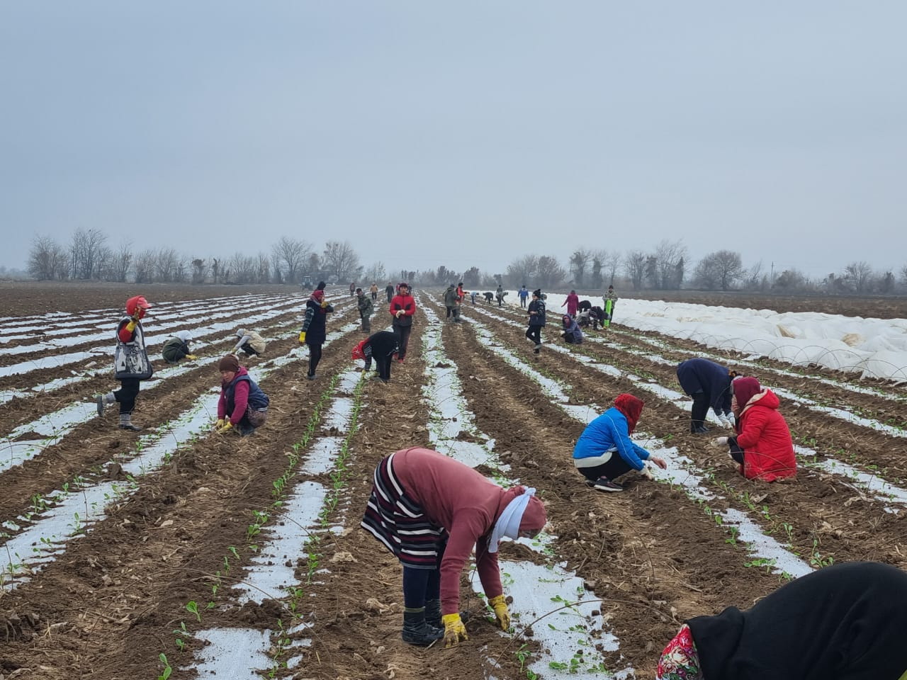 Мақтааралда мақта майы шығарылады