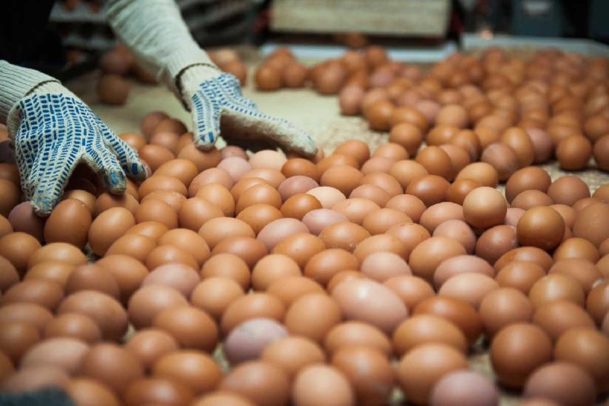 Жұмыртқа шығаратын құс фабрикалары жабылу алдында тұр