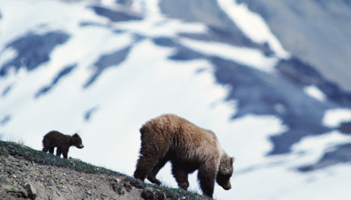 Қоңыр аюды қорғайық