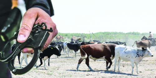 Мал өрістен көп ұрланады