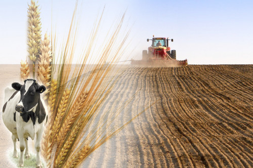 Мал азығына арналған егіс көлемі ұлғаяды