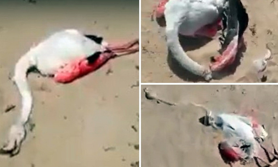 Құмда құрбан болған қоқиқаздар