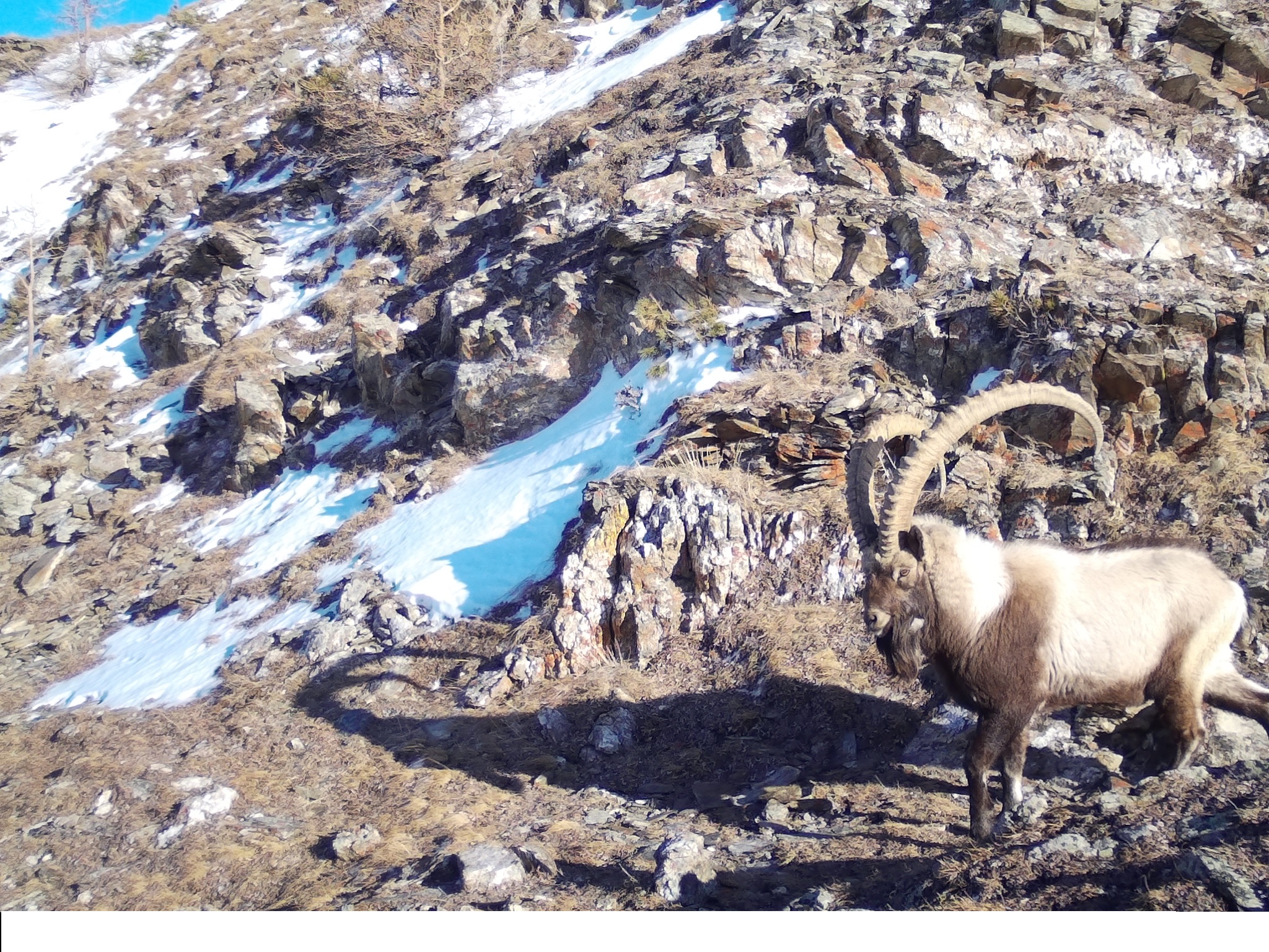 Аң саны азаймайды